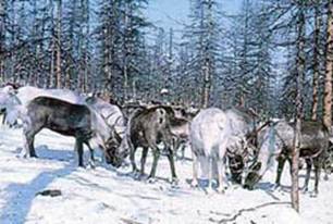 Северные создания