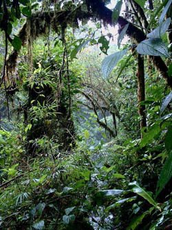 ALEJANDRO DE HUMBOLDT NATIONAL PARK