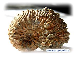 ��������: Kosmoceras
