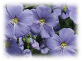 http://t2.gstatic.com/images?q=tbn:ANd9GcSk0x3fGN8WtfYYRrywB5ruOcRNOfbyWlNwUZ1DWVAFU1VFCbwYOg
