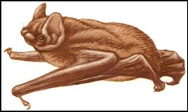 Nictalus