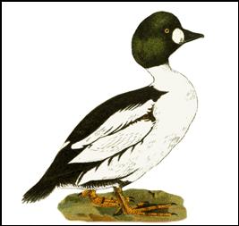Bucephala