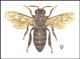 Apis
