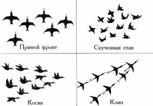 C:\Documents and Settings\пользователь\Local Settings\Temporary Internet Files\Content.Word\стая1.jpg