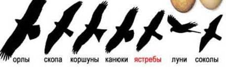 C:\Documents and Settings\пользователь\Local Settings\Temporary Internet Files\Content.Word\хищные.jpg