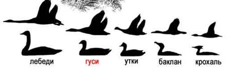 Серый гусь — Anser anser