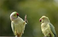 Description: Ranthambore Parrots