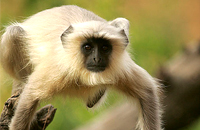 Description: Ranthambore Monkey