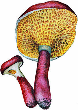 Boletinus asiaticus