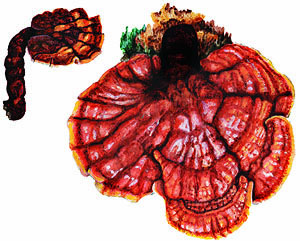 Ganoderma