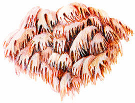 Hericium coralloides