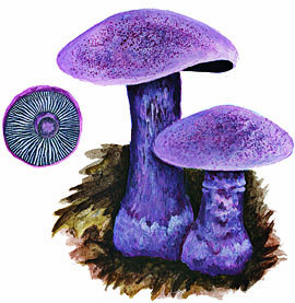Cortinarius