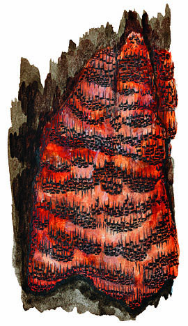 Fuscoporia ferruginosa