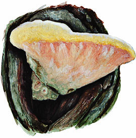 Spongipellus spumeus 