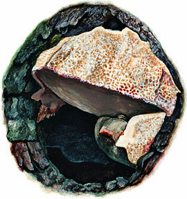 Tyromyces fissilis