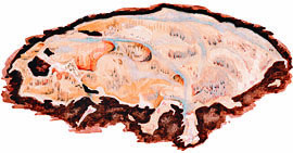 Diplomitoporus crustulinus