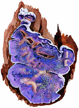Skeletocutis lilacina