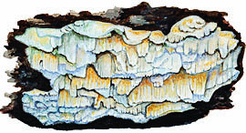Skeletocutis odora