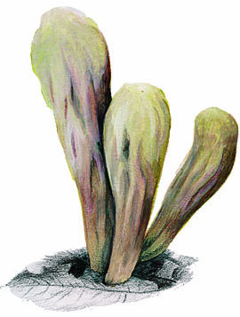 Clavariadelphus