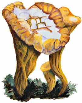 Clavariadelphus