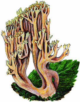 Ramaria flavescens