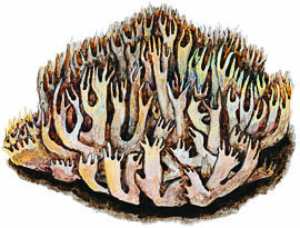 Ramaria