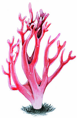 Clavaria zollingeri