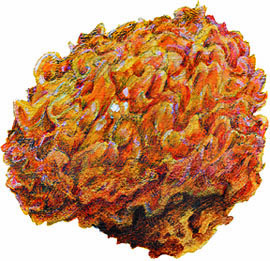 Sparassis crispa