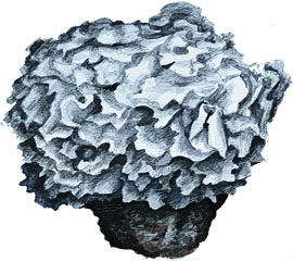 Sparassis brevipes
