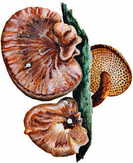 Polyporus alveolaris