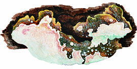 Rigidoporus