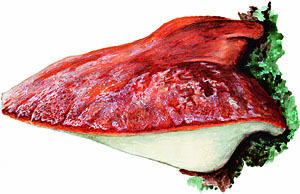 Fistulina hepatica