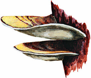  Buglossoporus quercinus