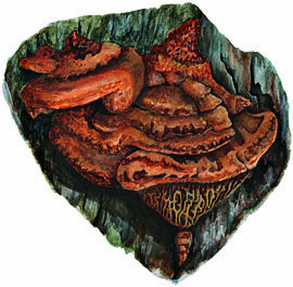Daedalea quercina