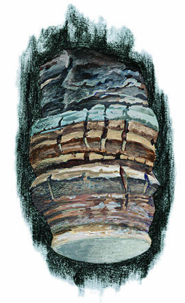 Fomitopsis officinalis