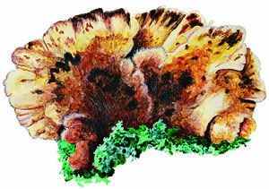 Amylocystis lapponica