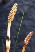 http://*****/co1678/Project/Mixytkin/Sait/Equisetum%20arvense.jpg
