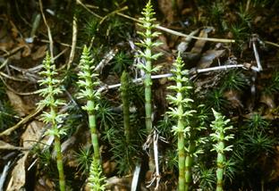 http://*****/co1678/Project/Mixytkin/Sait/Equisetum%20sylvaticum.jpg