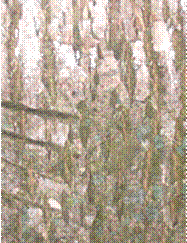 X:\Марина\Лишайники\S4300003.JPG