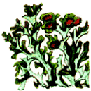 http://*****/images/pictures/garden/trees/lishaynik.gif