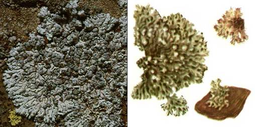 Фисция сизая — Physcia caesia
