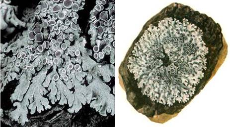 Фисция аиполия — Physcia aipolia