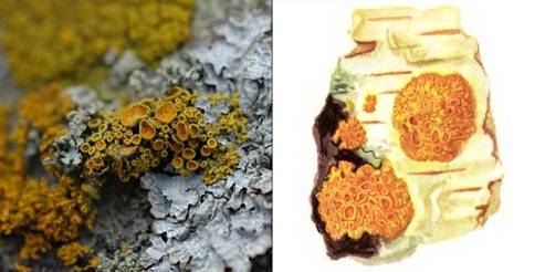 Ксантория многоплодная — Xanthoria polycarpa