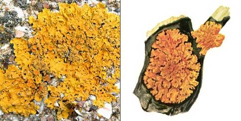 Ксантория постенная, или стенная золотнянка — Xanthoria parietina