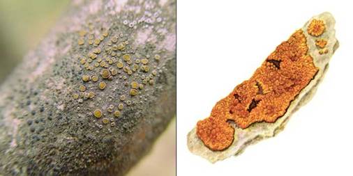 Калоплака стенная — Caloplaca murorum