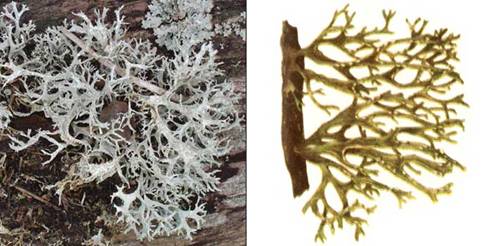 Рамалина мучнистая — Ramalina farinacea