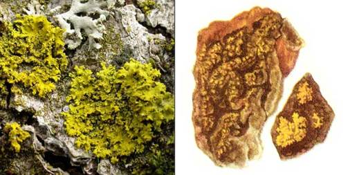 Канделярия одноцветная — Candelaria concolor (