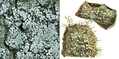 Пертузария шариконосная — Pertusaria globulifera