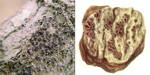 Леканора разнообразная — Lecanora allophana