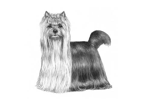 C:\Documents and Settings\rewi\Skrivbord\yorkshire-terrier---086_800[1].jpg